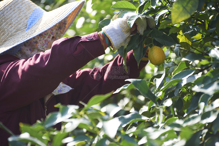 果农在果园采摘收获橘子图片