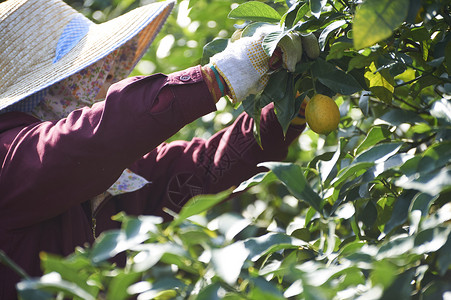 果农在果园采摘收获橘子图片