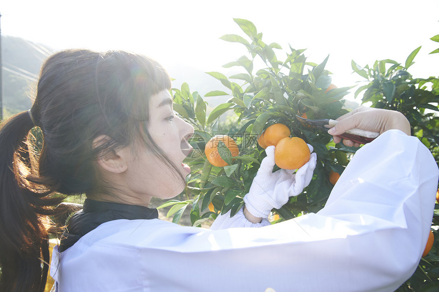 女人在果园采摘收获橘子图片