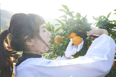 女人在果园采摘收获橘子图片