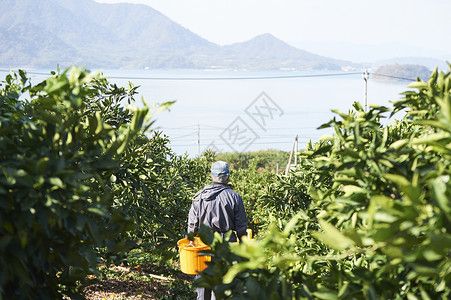 在采摘柠檬的果农图片