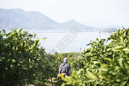 在采摘柠檬的果农图片