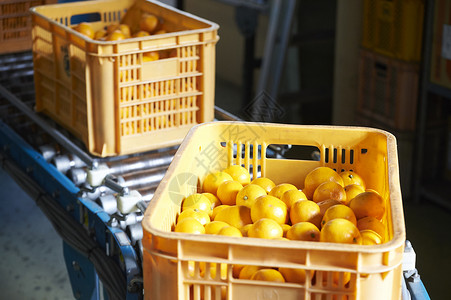 新鲜生产出放在传送带上的橘子高清图片
