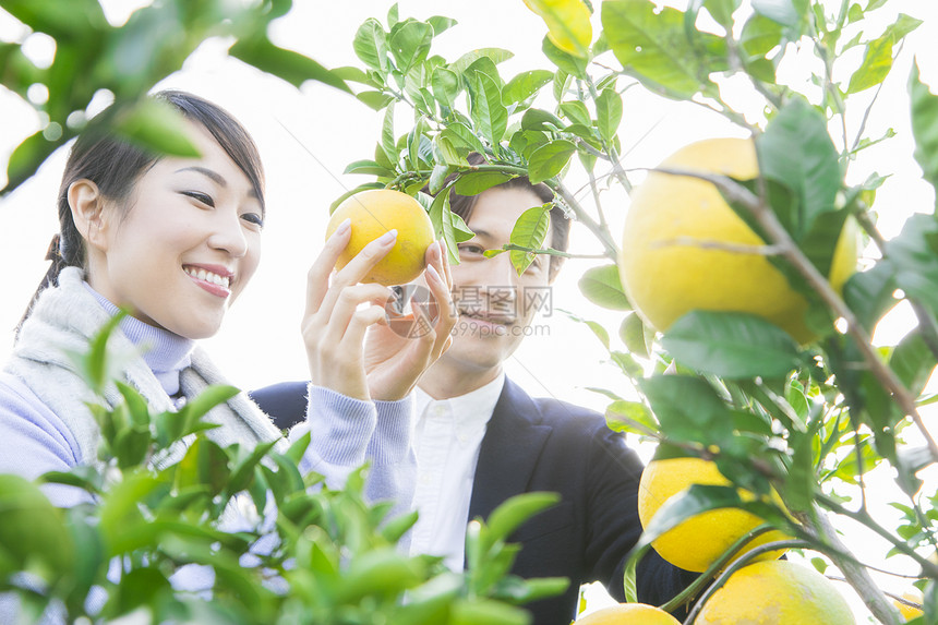 来柚子种植园观光的快乐夫妇图片