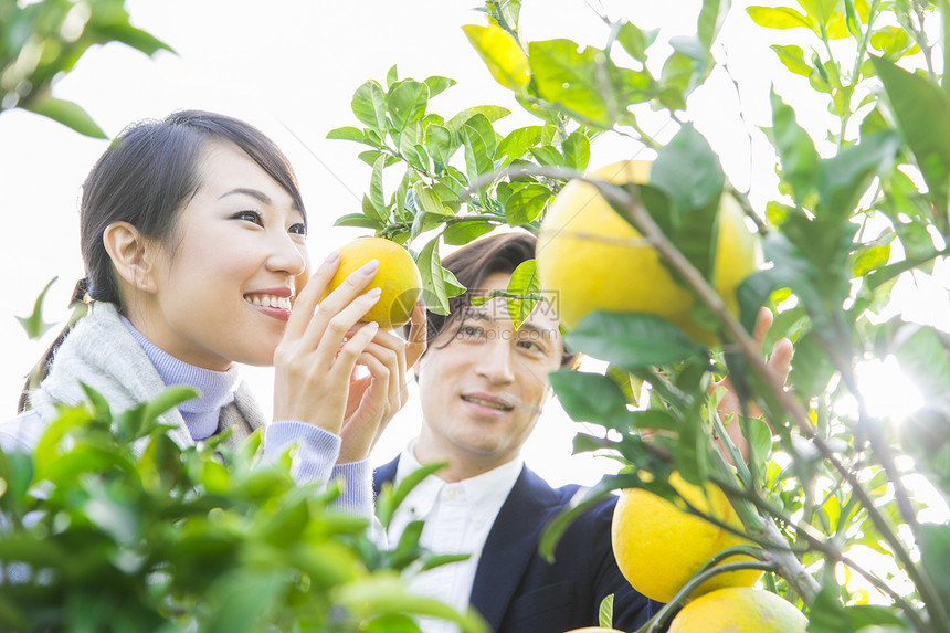 来柚子种植园观光的快乐夫妇图片