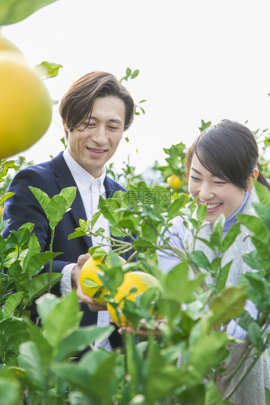 来柚子种植园观光的快乐夫妇图片