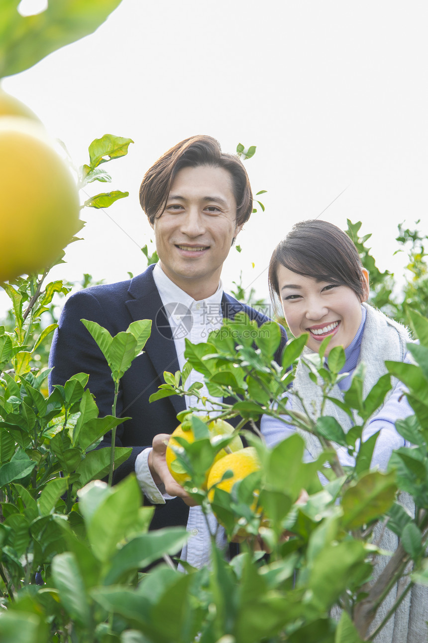 来柚子种植园观光的快乐夫妇图片