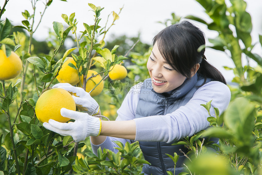 女青年采摘柚子图片