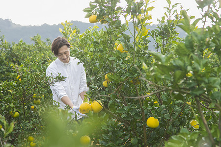 男青年在果园采摘柚子图片