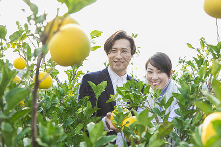 青年夫妻在果园采摘柚子图片