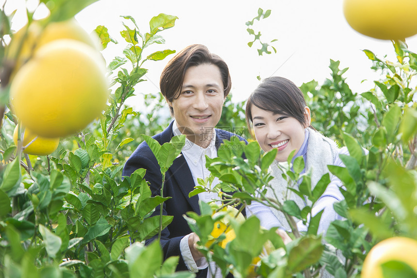 青年夫妻在果园采摘柚子图片