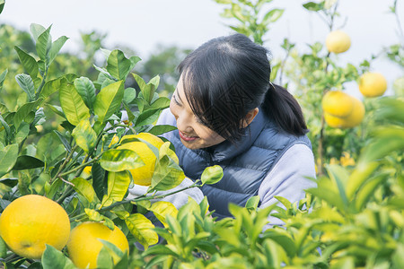 女青年采摘柚子高清图片