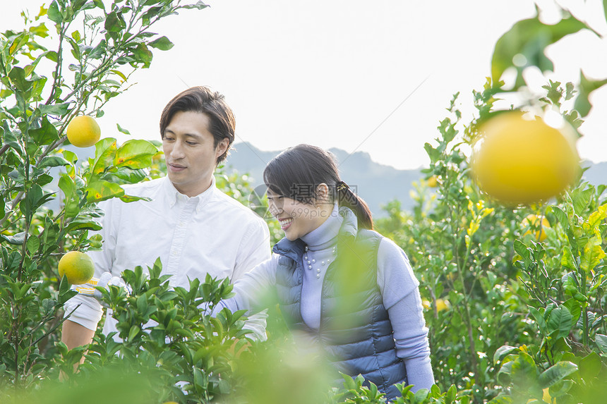 青年夫妻在果园采摘柚子图片