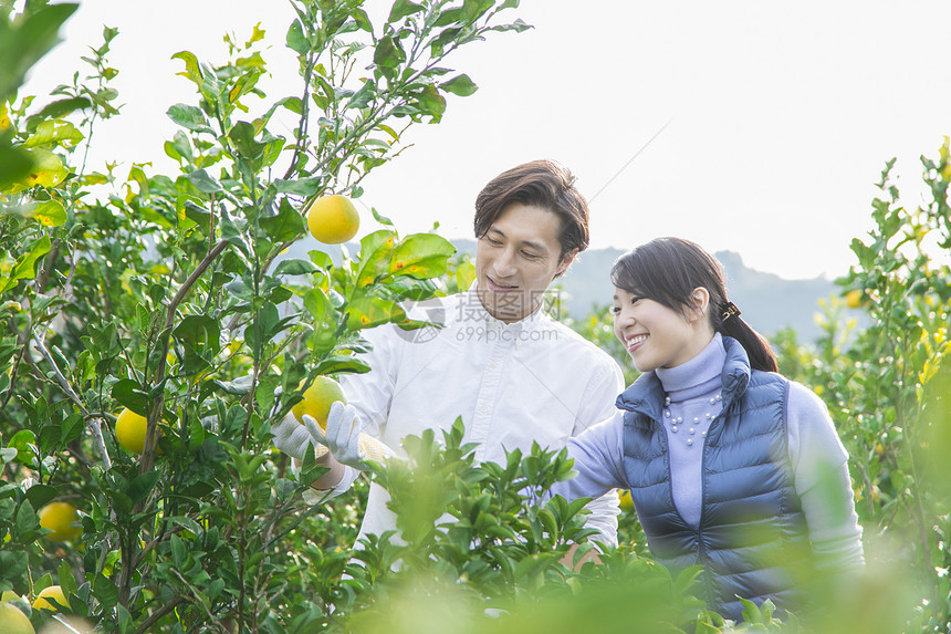 青年夫妻在果园采摘柚子图片