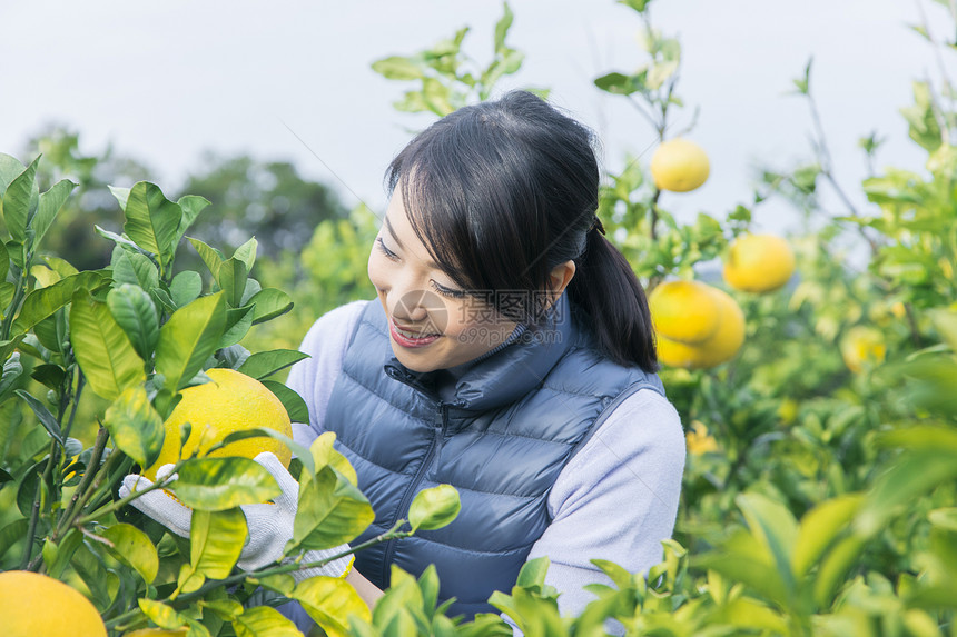 女青年采摘柚子图片