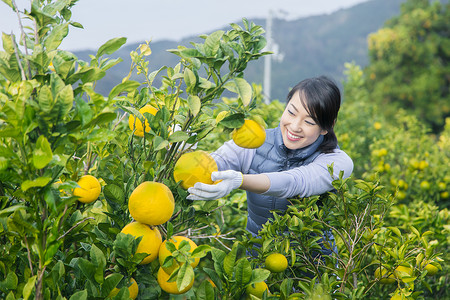 女青年在果园采摘柚子高清图片