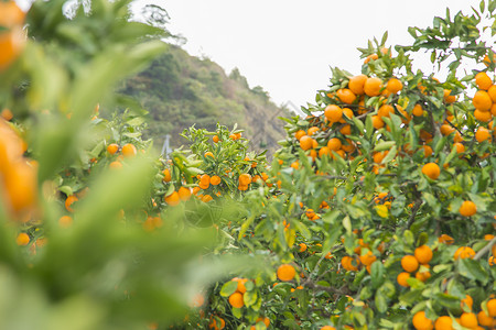 橙子种植园图片