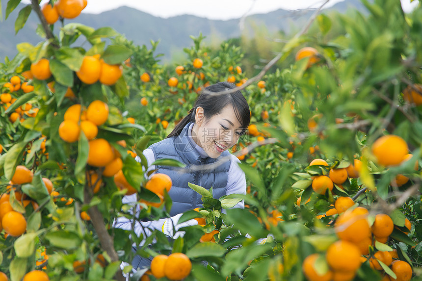 来橙子种植园采摘的女人图片