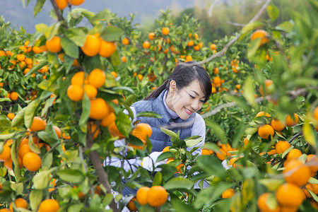 来伊份来橙子种植园采摘的女人背景