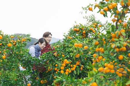 来伊份来橙子种植园采摘的情侣背景