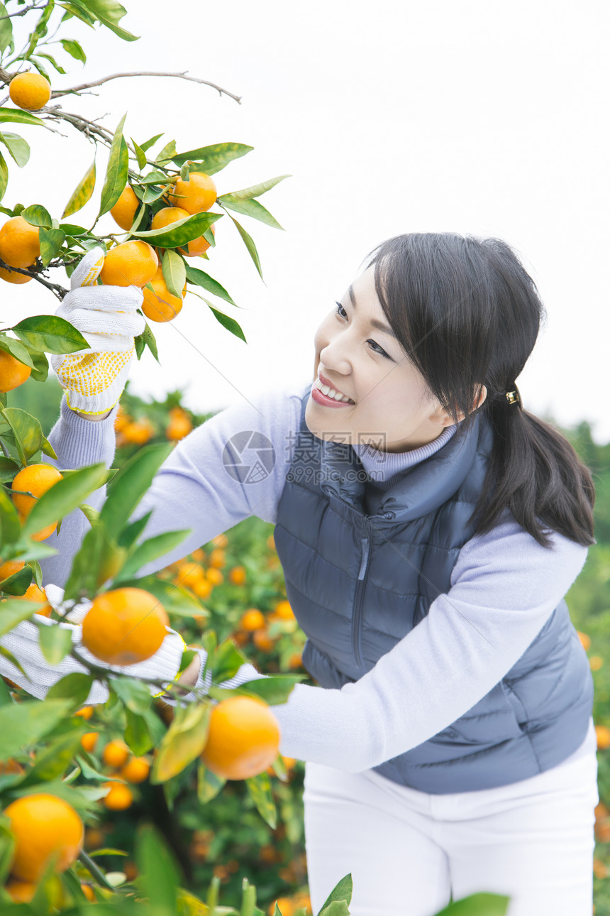 来橙子种植园采摘的女人图片