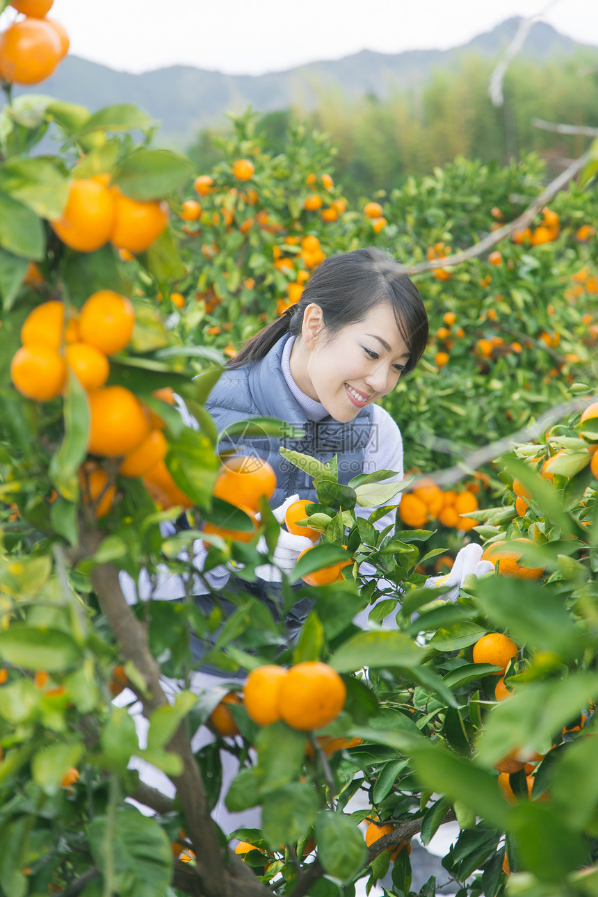 来橙子种植园采摘的女人图片