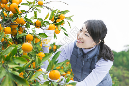 来伊份来橙子种植园采摘的女人背景