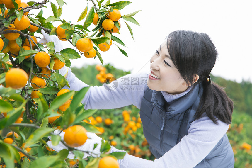 来橙子种植园采摘的女人图片