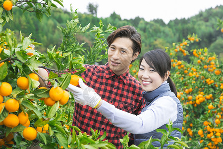 果农夫妻摘橘子图片