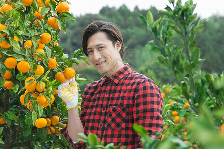 橘子园的果农形象图片