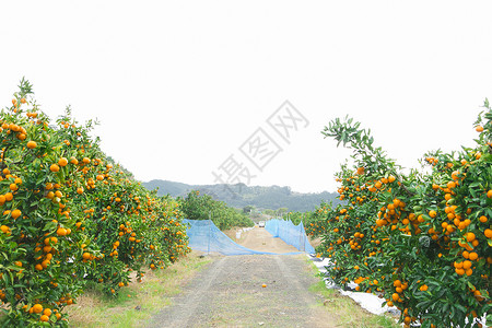 橘子园风光图片