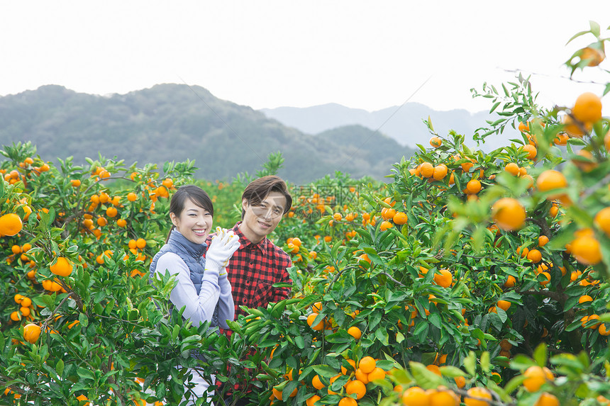 橘子园的果农夫妇图片