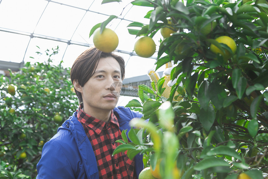 来温室查看柑橘的男人图片