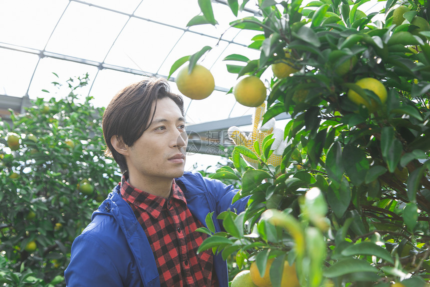 来温室查看柑橘的男人图片