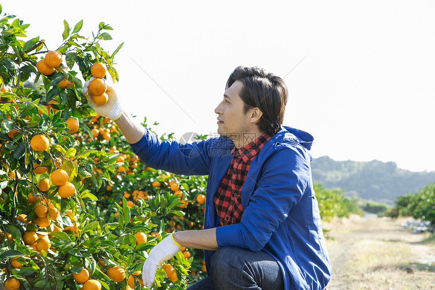 男性果农在查看橘树生长图片