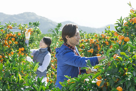 在柑橘果园采摘柑橘的情侣图片