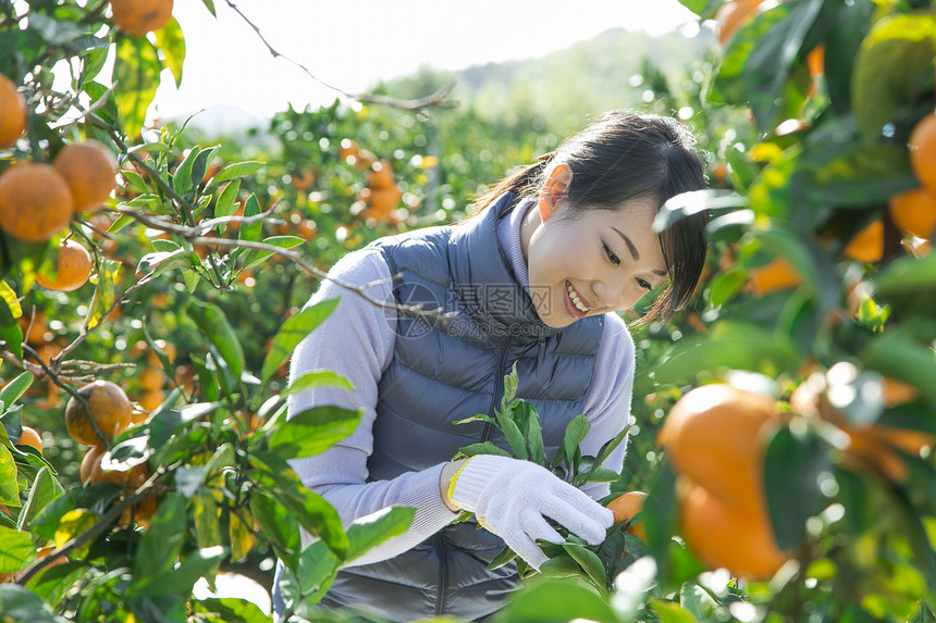 在柑橘果园采摘柑橘的女人图片