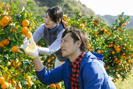 在柑橘果园采摘柑橘的情侣图片
