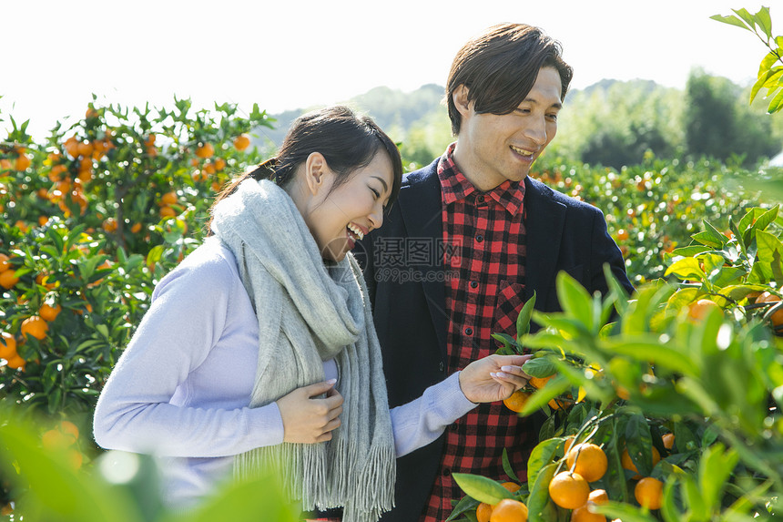 在柑橘种植园观光旅游的情侣图片