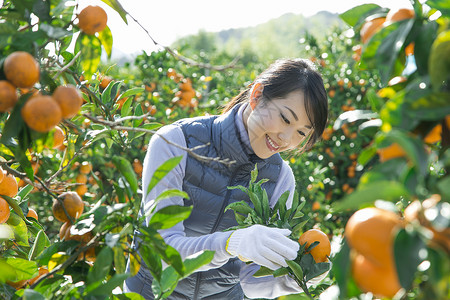 在柑橘种植园采摘柑橘的女人图片