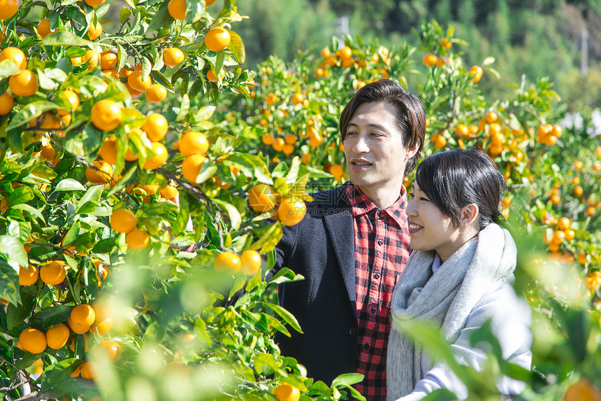 在柑橘种植园观光旅游的情侣图片