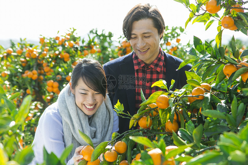 在柑橘种植园观光旅游的情侣图片