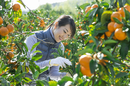 在柑橘种植园采摘柑橘的女人图片