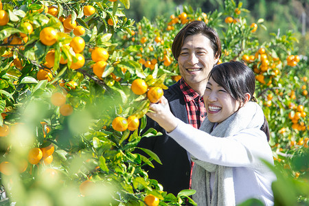 橘子种植园采摘的夫妇图片