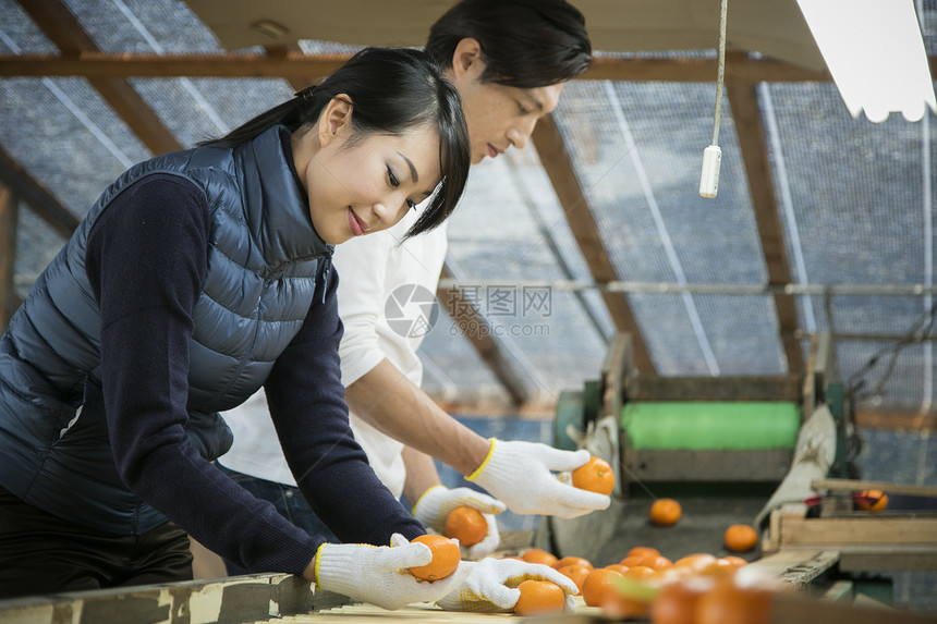 橘园果农夫妻筛选橘子图片