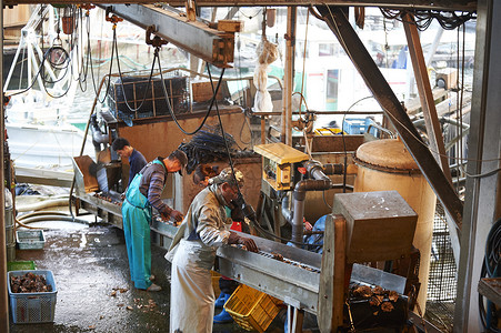 海鲜加工厂牡蛎养殖加工厂工作的工人背景
