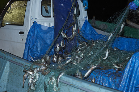 海上网满鱼类的渔网图片