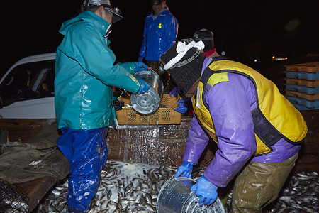 夜晚搬运卸货新鲜鱼类的渔民们图片