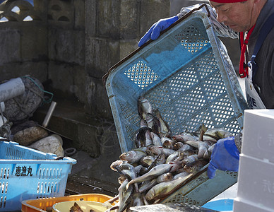 秋田县日本渔业倒出框里的鱼图片