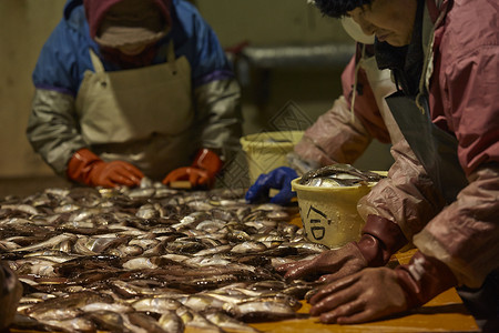 女孩渔夫持有日本渔业形象图片